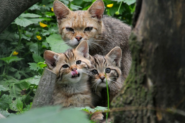 Фото котят из котов воителей