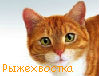 Рыжехвостка