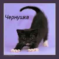 Чернушка